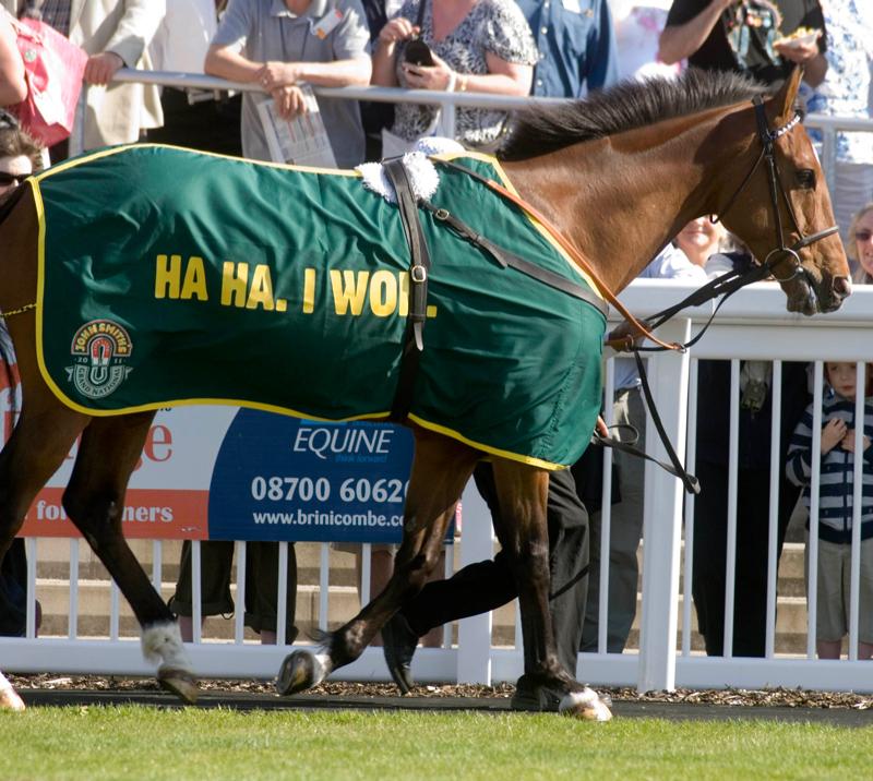 Horse being led through parade ring at Ffos Las Racecourse.