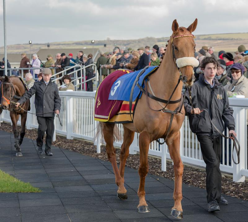 Stable staff leading horses through the parade ring at Ffos Las Racecours.